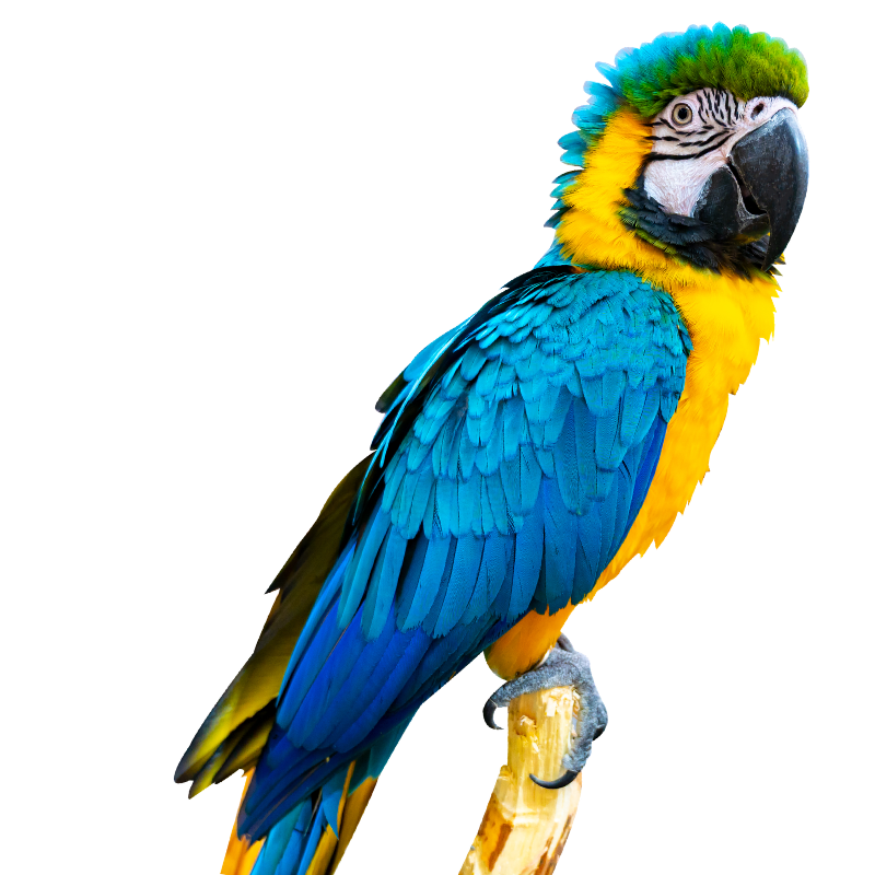 Blue and yellow macaw